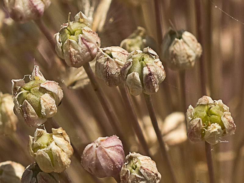 Ajo de monte (Allium ampeloprasum )