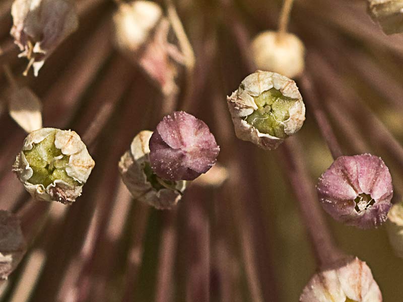 Ajo de monte (Allium ampeloprasum)