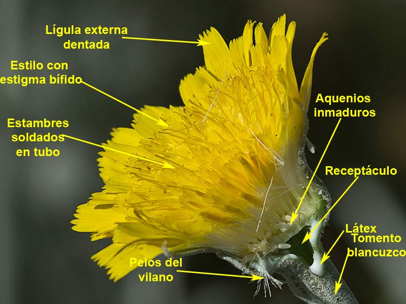 Detalle de la Flor del ajonje (Andryala ragusina)