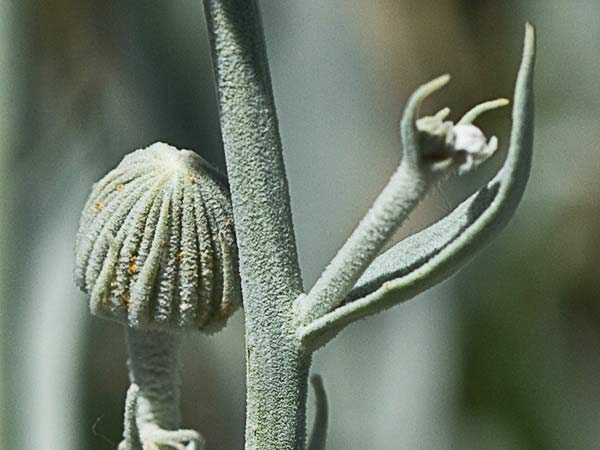 Tallo del ajonje (Andryala ragusina)