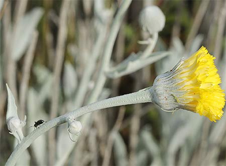Flor del ajonje (Andryala ragusina)
