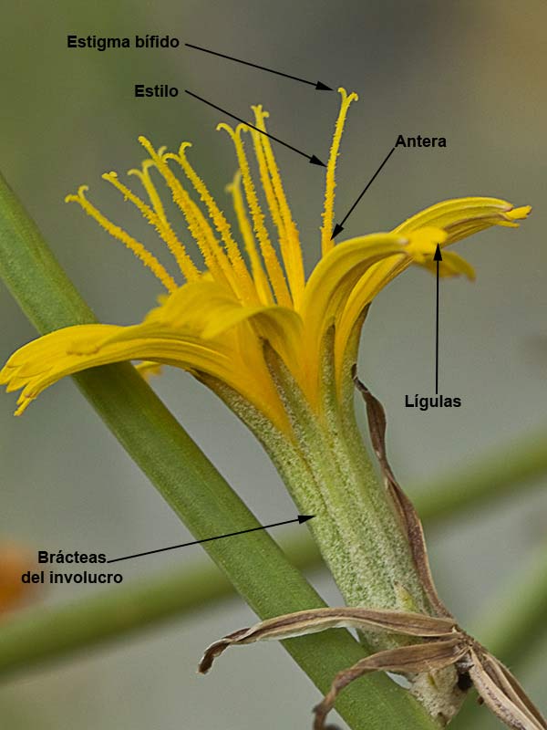 Estructura de la flor de la ajonjera (Chondrilla juncea)