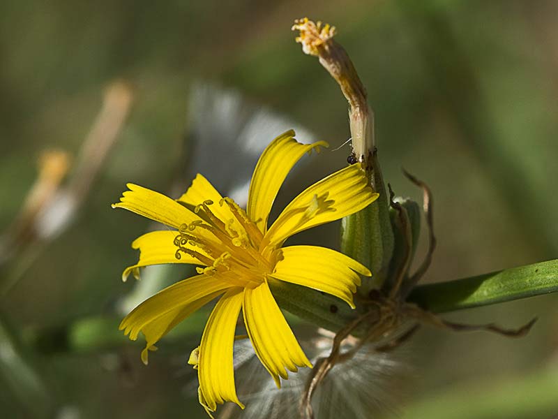 Flor de la Ajonjera (Chondrilla juncea) 