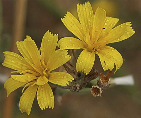 Flores de ajonjera (Chondrilla juncea)