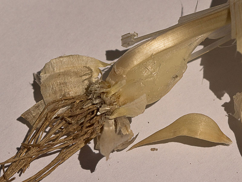 Bulbos o ajos del Ajo porro (Allium stearnii Pastor & Valdés) 