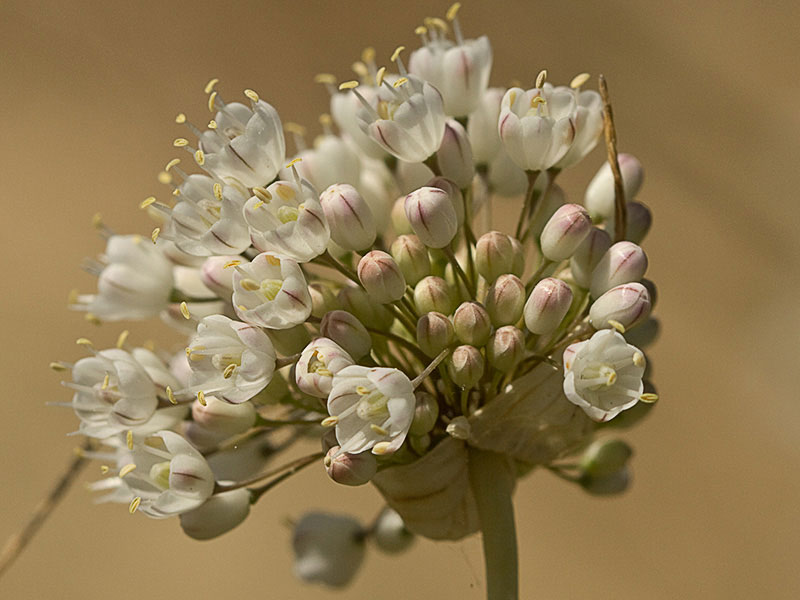 Ajo porro (Allium stearnii Pastor & Valdés)con los tépalos ya abiertos