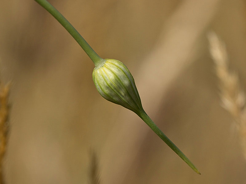 Ajo porro (Allium stearnii Pastor & Valdés) antes de la antesis
