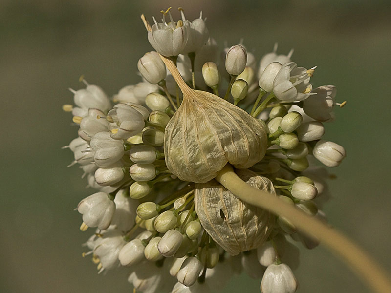Ajo porro (Allium stearnii Pastor & Valdés)con los tépalos ya abiertos