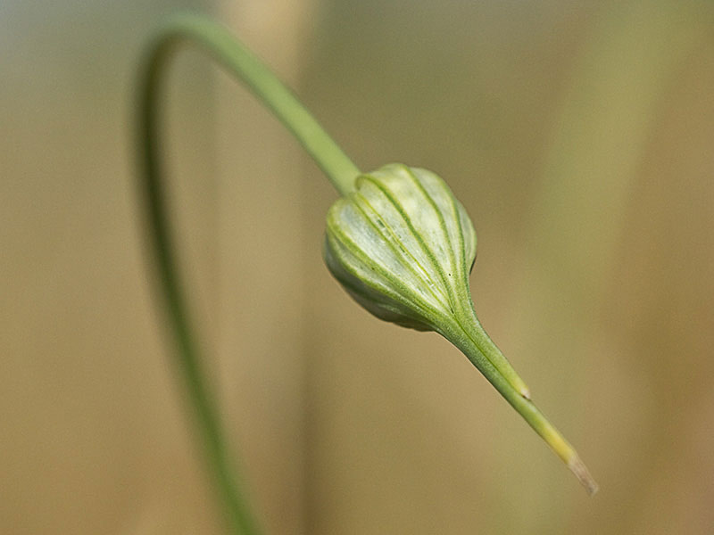 Ajo porro (Allium stearnii Pastor & Valdés)antes de la antesis