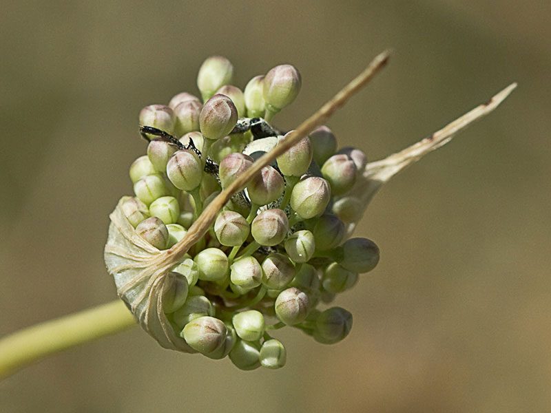 Ajo porro (Allium stearnii Pastor & Valdés)con los tépalos aún cerrados