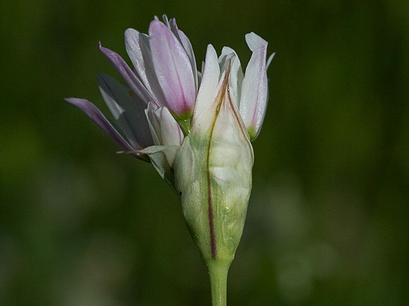Ajo rosado, ajo de culebra o ajo campesino (Allium roseum) al comienzo de la antesis