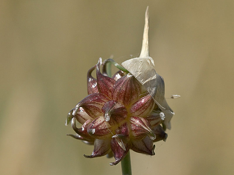 Allium vineale, ajo silvestre