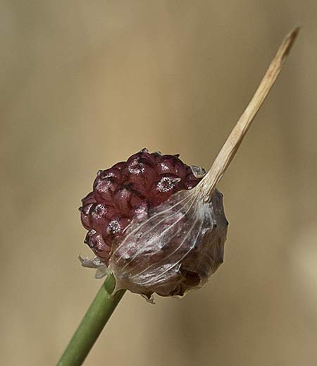 Allium vineale, ajo silvestre