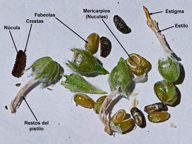 Semillas de Ajuga o pinillo en distintos estados de maduración (Ajuga chamaepitys)