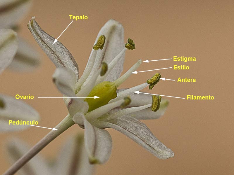 Estructura y partes de la flor de la Albarrana (Charybdis pancration)