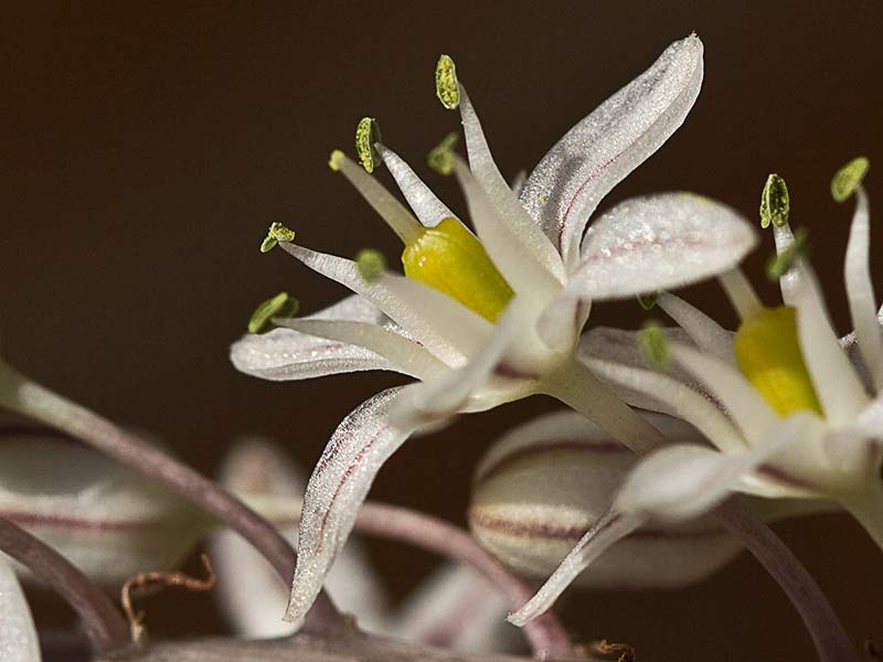 Albarrana (Charybdis pancration)