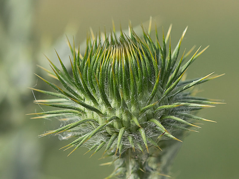 Inflorescencia antes de la antesis de la Onopordum acanthium, Alcachofa borriquera