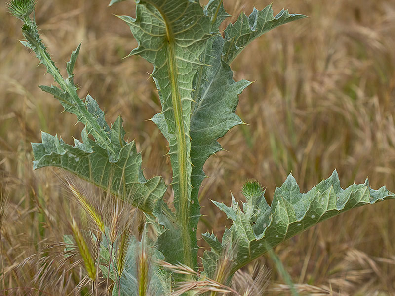 Tallo y hojas caulinares de la Onopordum acanthium, Alcachofa borriquera