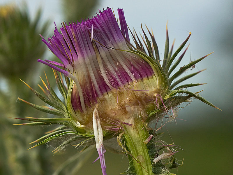 Corte de una flor de la Onopordum acanthium, Alcachofa borriquera