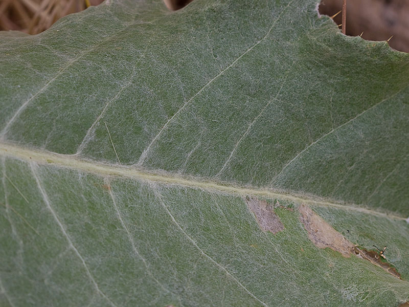 Hoja basal de la Onopordum acanthium, Alcachofa borriquera