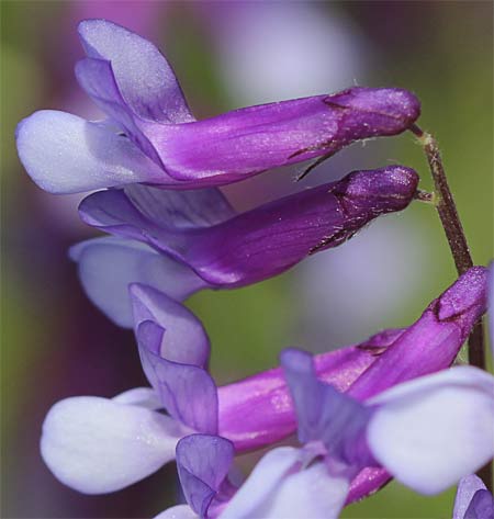 Flor de la veza (Vicia cracca)