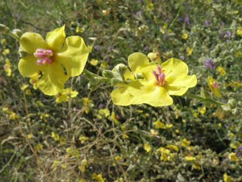 Flores del gordolobo o candelera (Verbascum sinuatum)