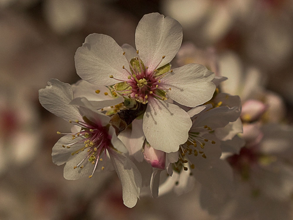 Flor del Almendro (Prunus amygdalus)