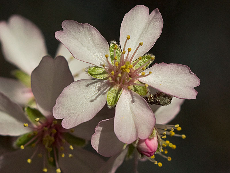 Flor del Almendro (Prunus amygdalus)