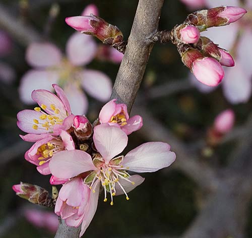 Flores del almendo (Prunus amygdalus)