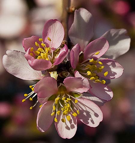 Floración del Almendro (Prunus amygdalus)