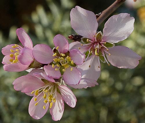 Flores rosadas del Almendro (Prunus amygdalus)