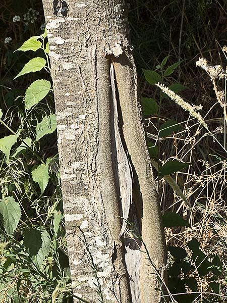 Almez (Celtis australis)