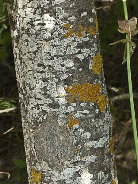 Almez (Celtis australis)
