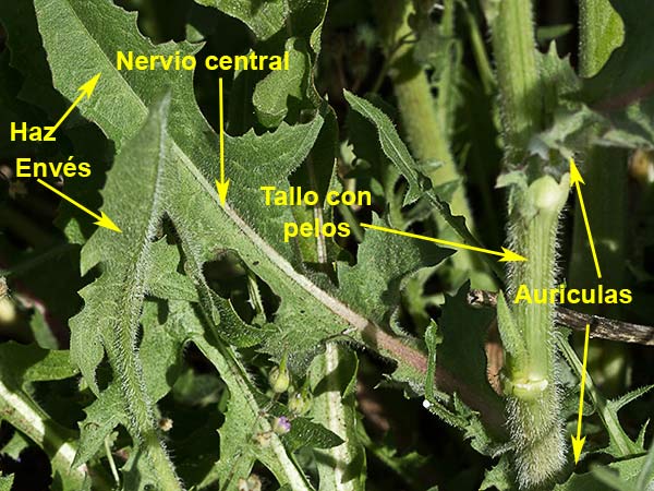 Almirón (Crepis capillaris), tallo y hojas