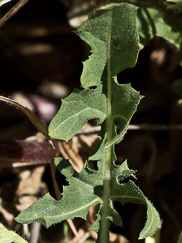 Almirón (Crepis capillaris)
