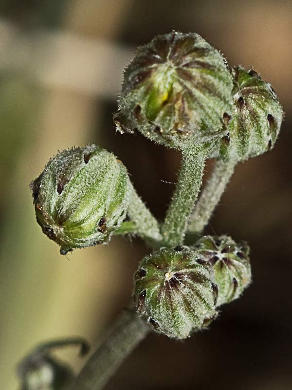 Almirón (Crepis capillaris)