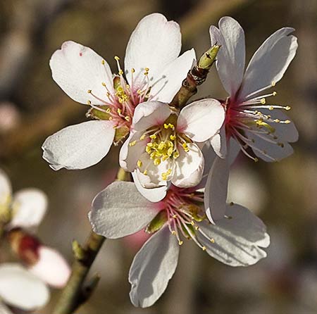 Flores del Almendro (Prunus amygdalus)