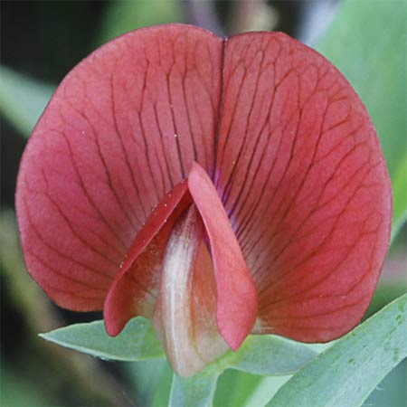 Flor de la almorta de monte (Lathyrus cicera)