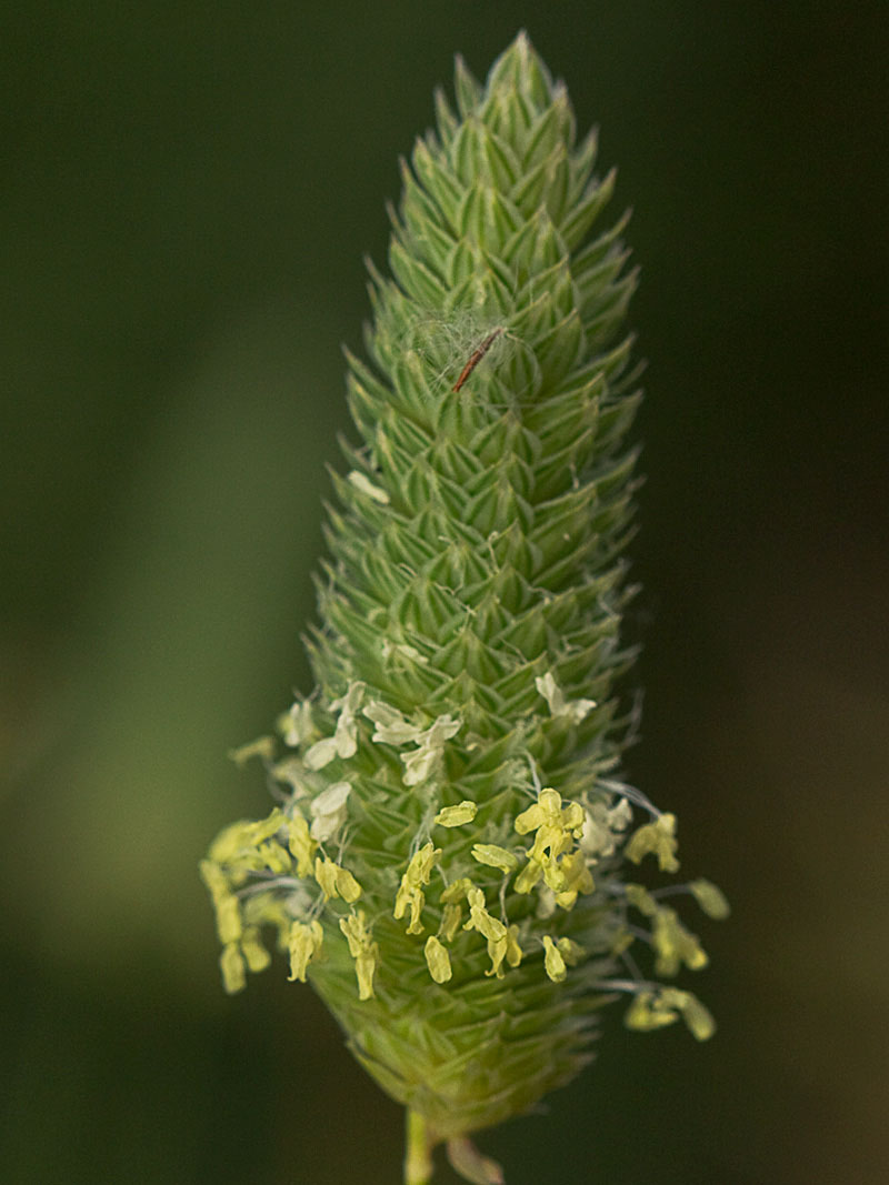 Alpiste (Phalaris canariensis)