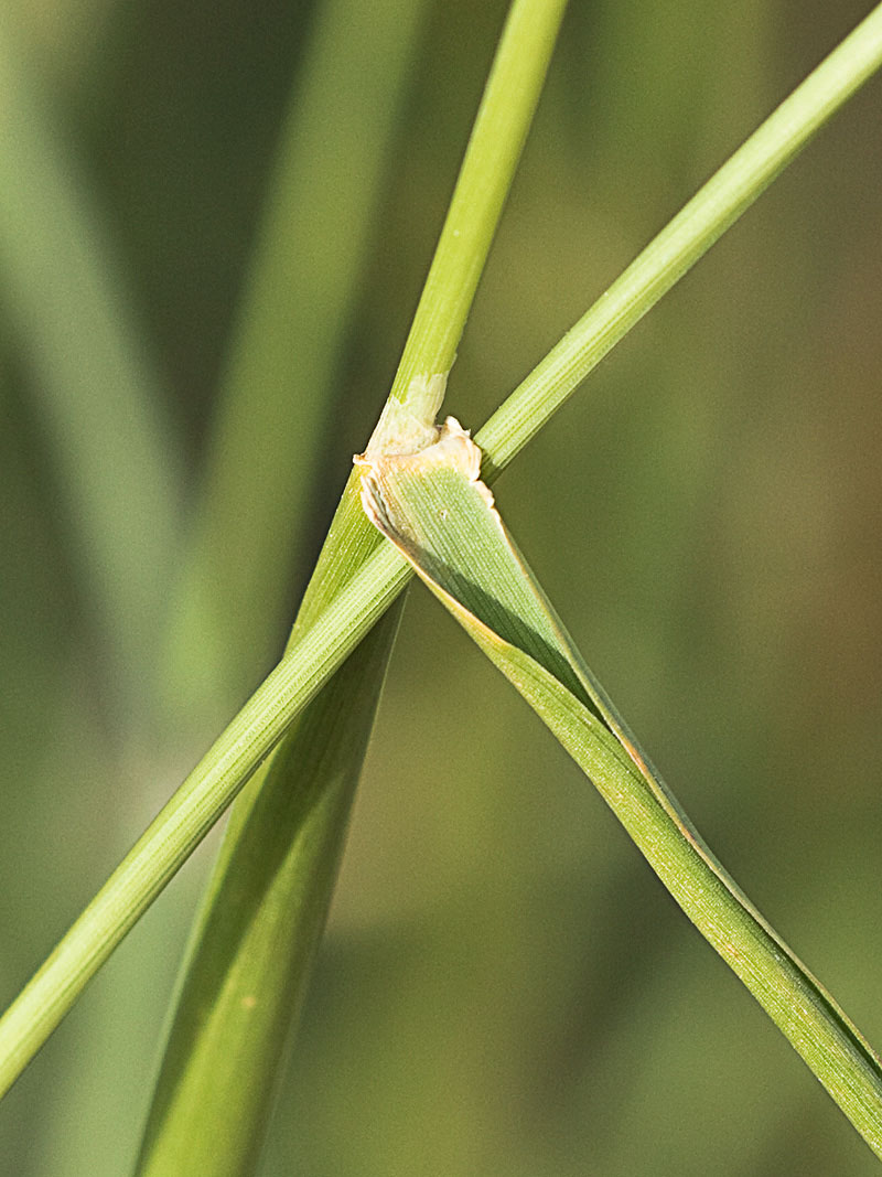 Alpiste (Phalaris canariensis)