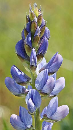 Inflorescencia del altramuz azul (Lupinus angustifolius)