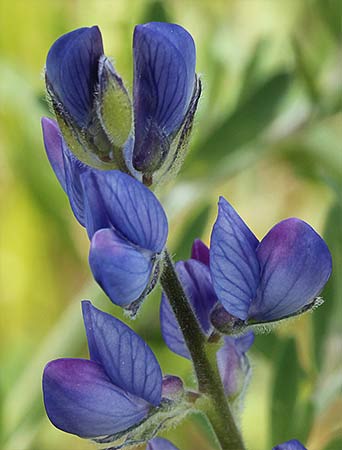 Flores del altramuz azul (Lupinus angustifolius)