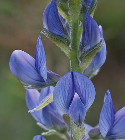 Lupinus angustifolius, altramuz azul