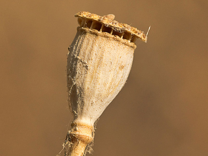 Cápsula de la amapola  (Papaver rhoeas)