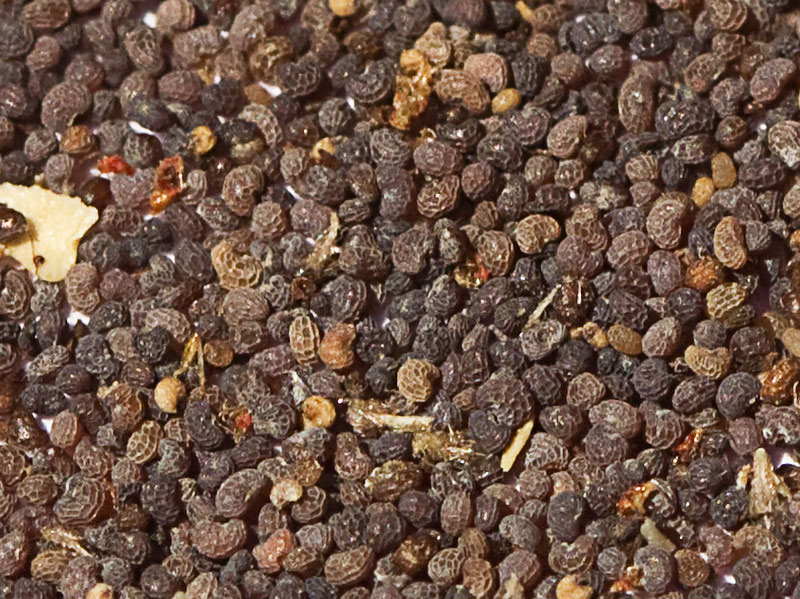 Semillas de la amapola  (Papaver rhoeas)
