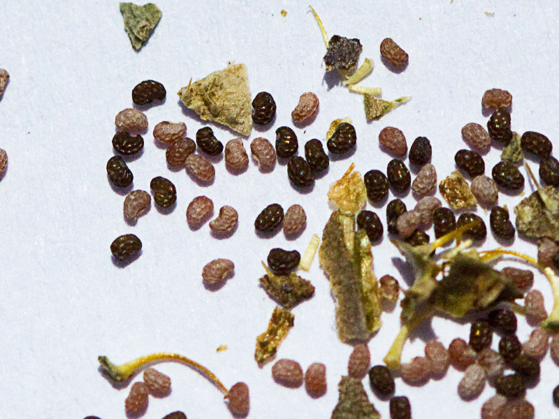 Semillas de la Papaver hybridum (amapola peluda)