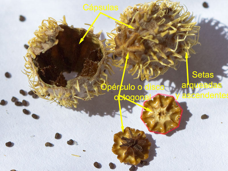 Cápsulas y opérculos de la Papaver hybridum (amapola peluda)