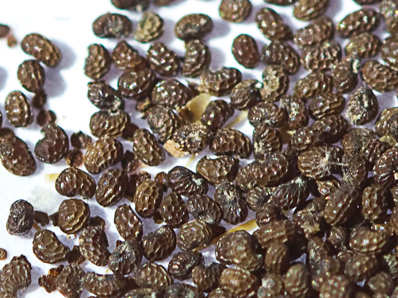 Semillas de la Papaver hybridum (amapola peluda)