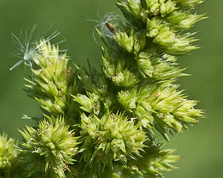 Flor del amaranto (Amaranthus retroflexus)