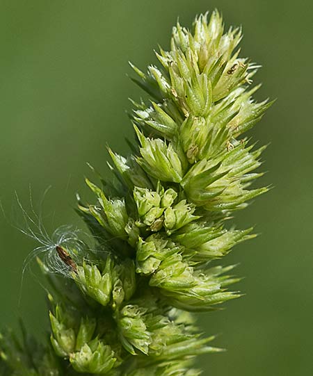 Infloresecencia del amaranto o bledo (Amaranthus retroflexus)